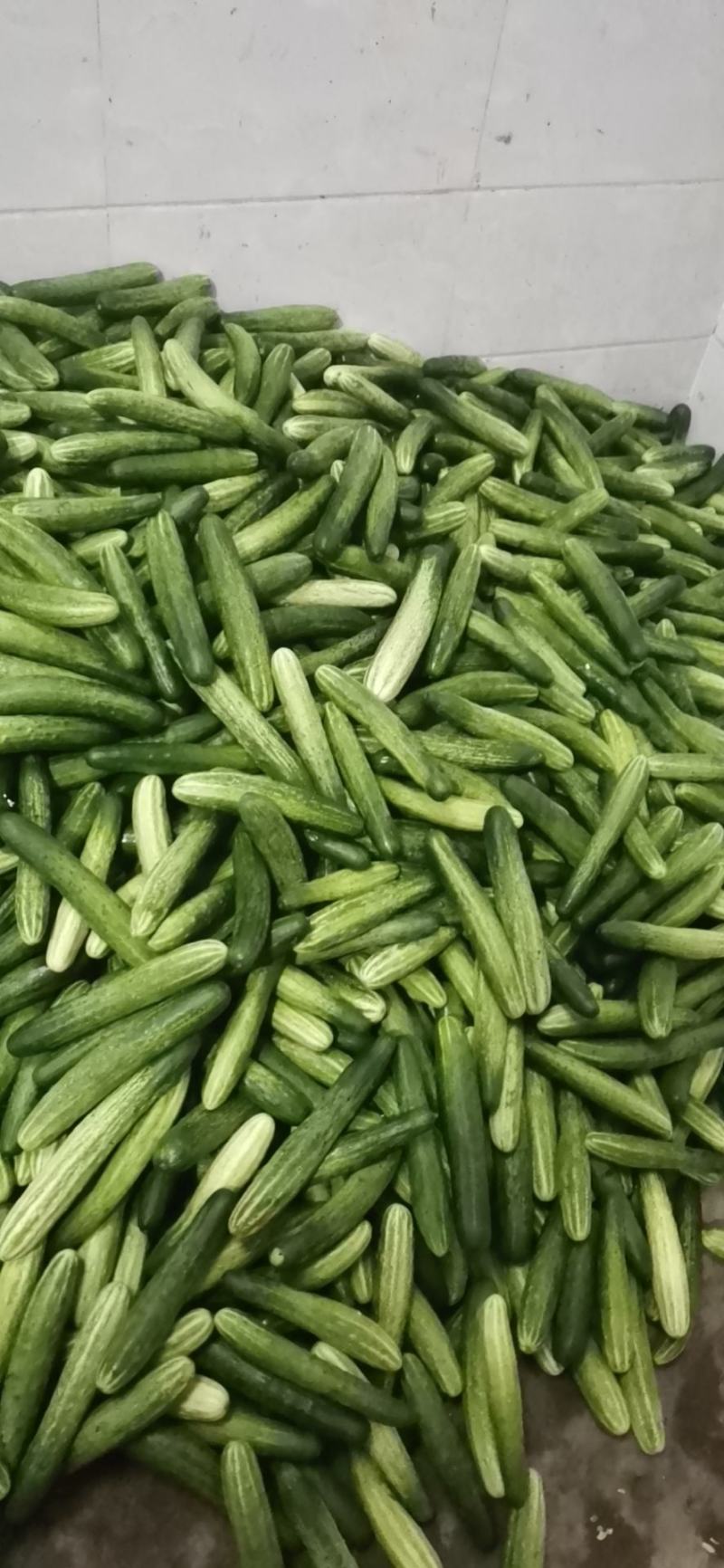 旱黄瓜18~22公分高山精品，富硒绿色有机蔬菜