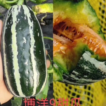 山东优质羊角蜜，博洋九，产地直销大量上市