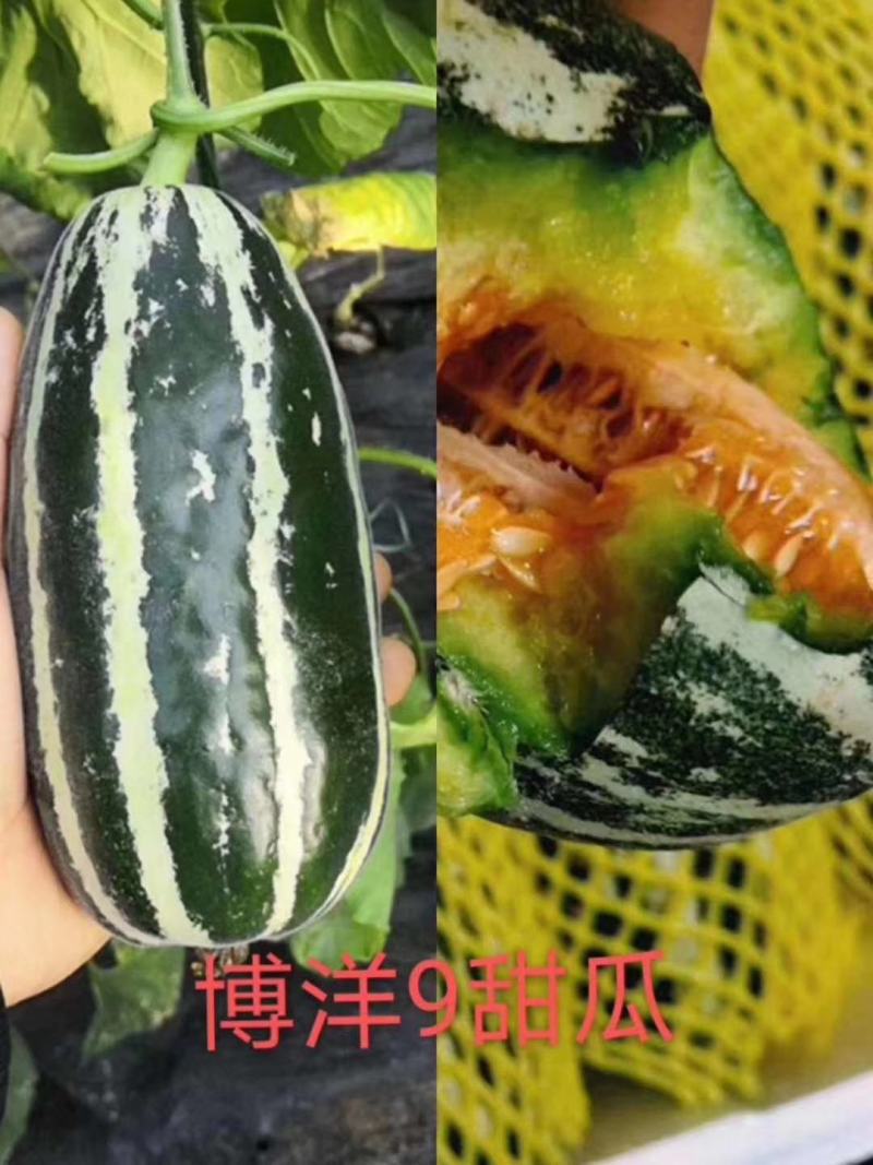 山东优质羊角蜜，博洋九，产地直销大量上市