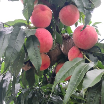 狼牙山水蜜桃红岗山大桃基地成熟上市