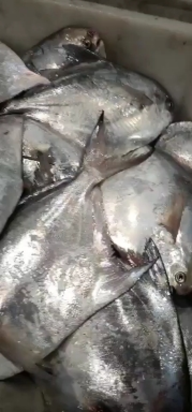 鲳鱼，扁鲳鱼，鱼刺少，味道鲜美