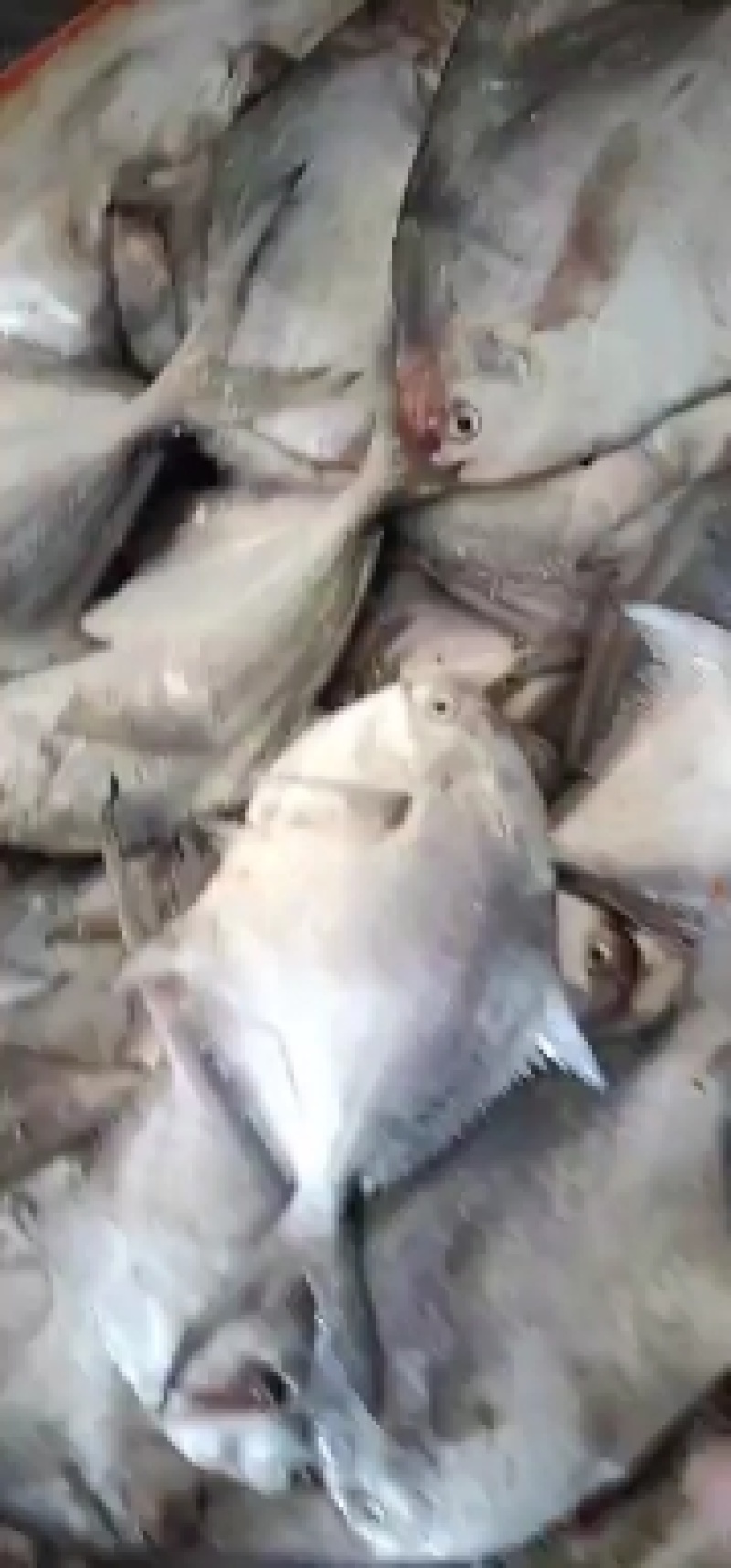 鲳鱼，扁鲳鱼，鱼刺少，味道鲜美