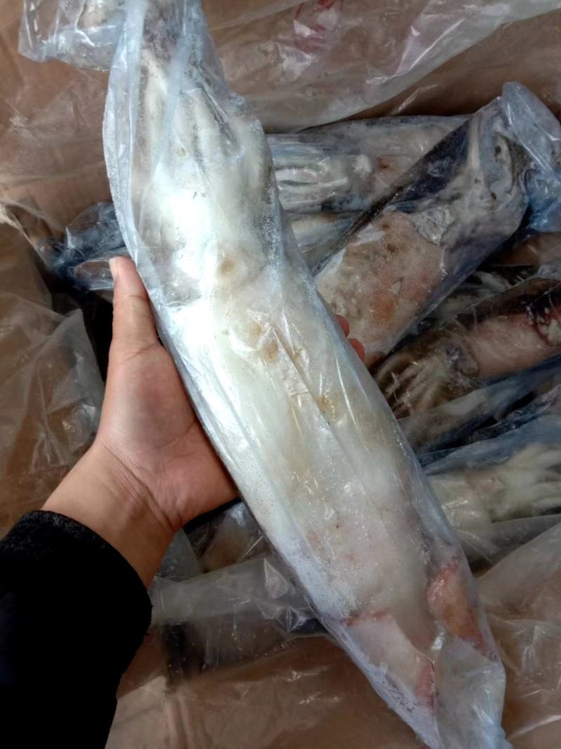 鱿鱼，软骨鱼，没有刺，味道好