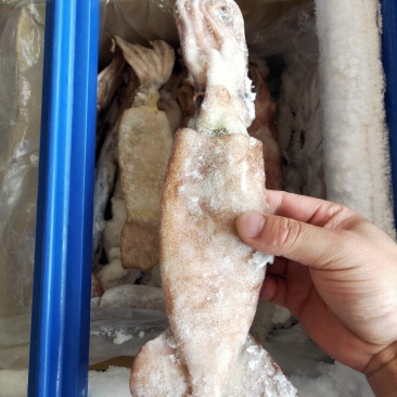 鱿鱼，软骨鱼，没有刺，味道好