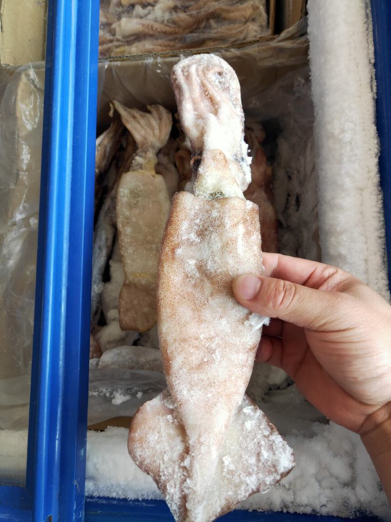 鱿鱼，软骨鱼，没有刺，味道好