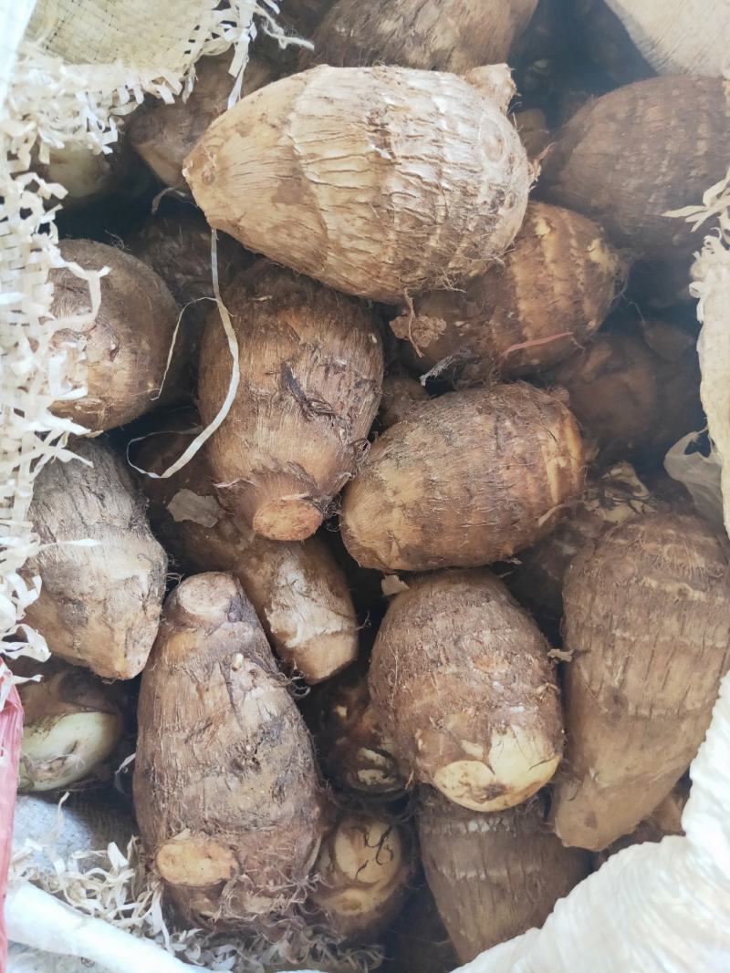 精品芋头，芋头，芋头8520，8520货源充足一手货源