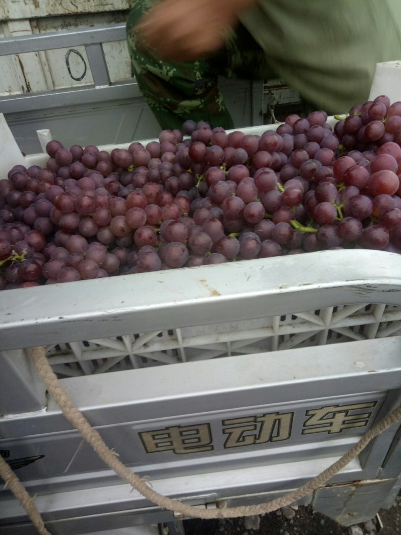 潍坊临朐巨峰葡萄，临朐葡萄头茬果子，冶源万亩巨峰葡萄基地
