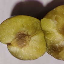 有需要梅梨子的吗？好吃不贵，肉多水大，甜而不酸，