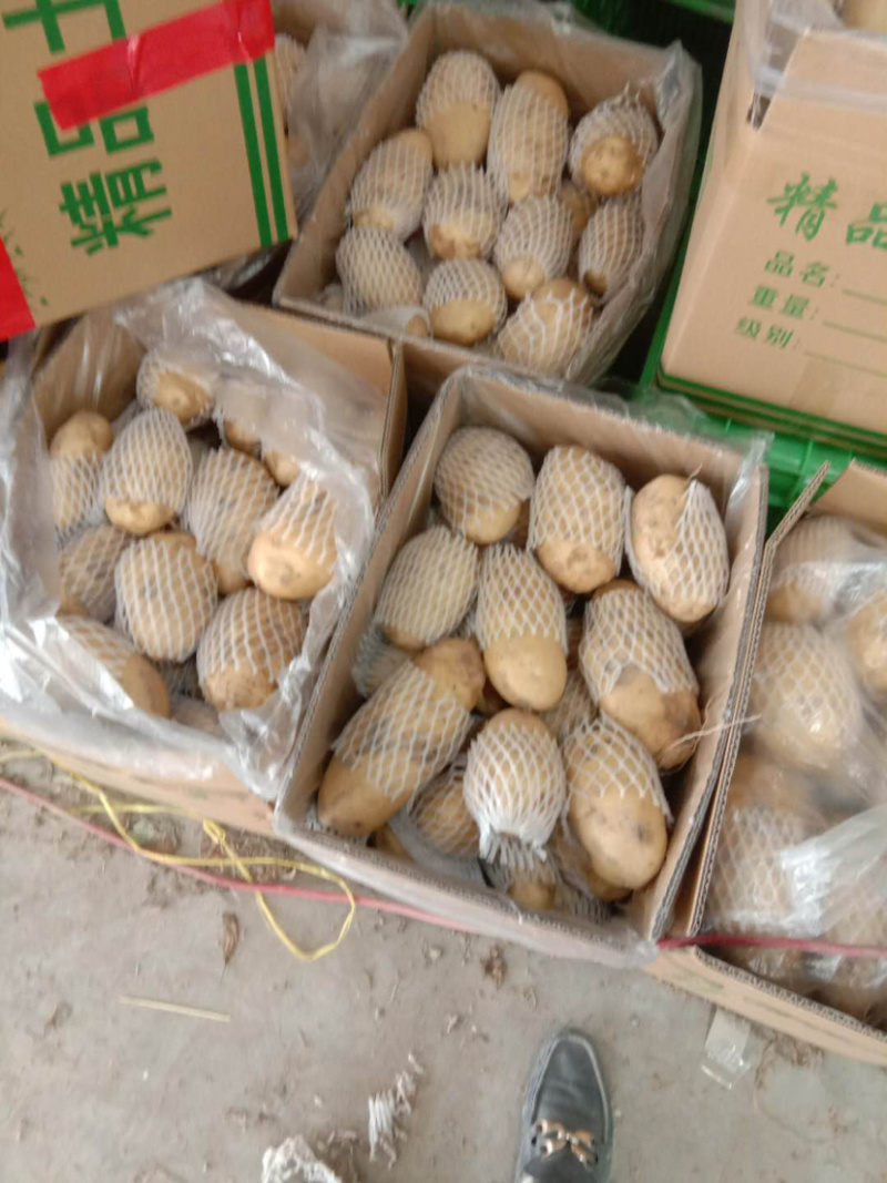 荷兰十五土豆3两以上精品，基地种植大量供应