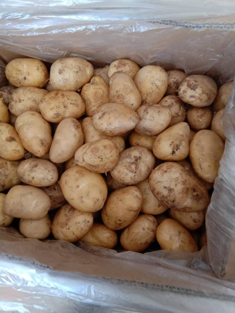 荷兰十五土豆3两以上精品，基地种植大量供应