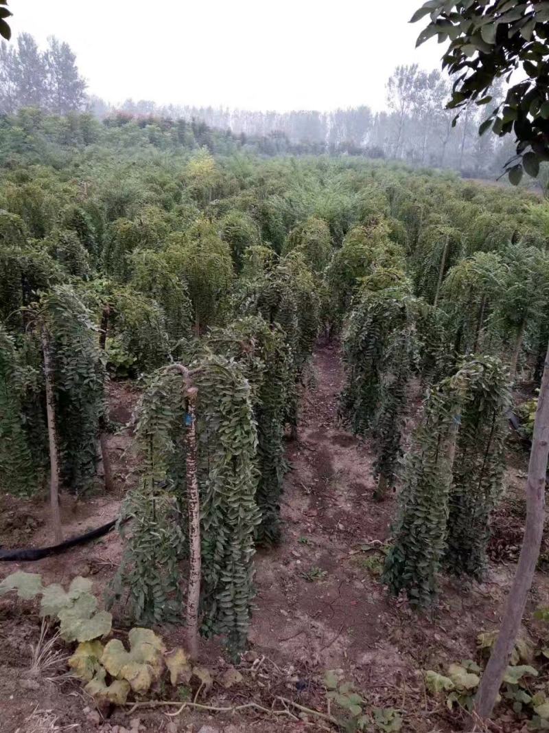 基地出售优质龙爪槐，垂槐，规格齐全，货源充足，树形优美