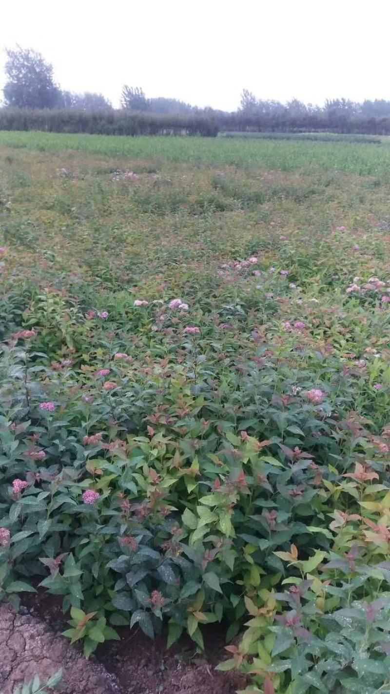 绣线菊，优质绣线菊球，冠幅30-1米，粉花绣线菊质优价廉