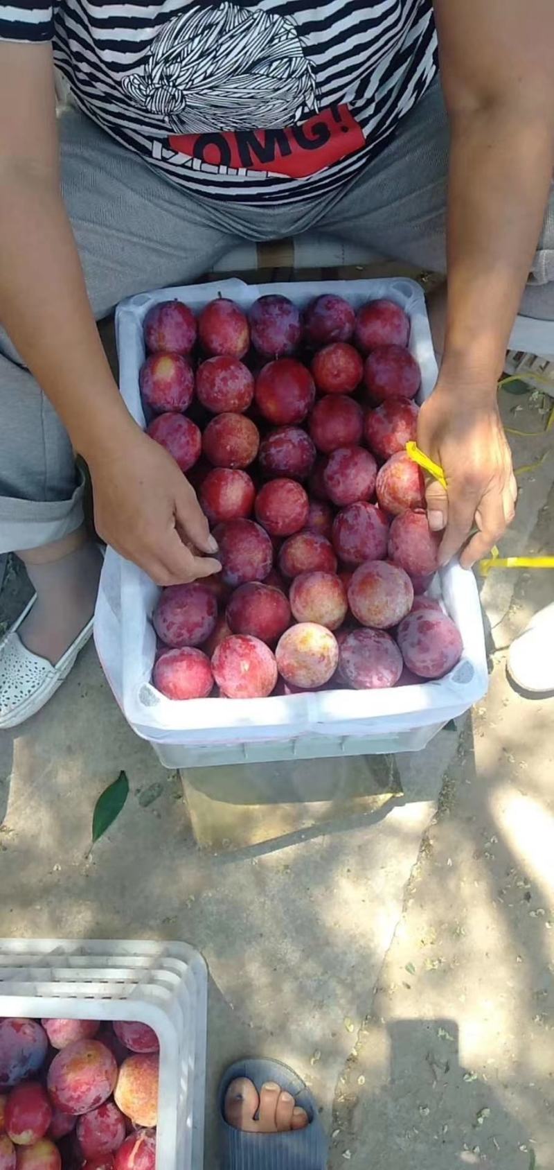 陕黑巨力千味红李子，美一，大量供应中，货源10-20万斤