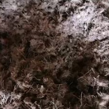 云南野生草河车草血竭地马蜂鲜货产地直销