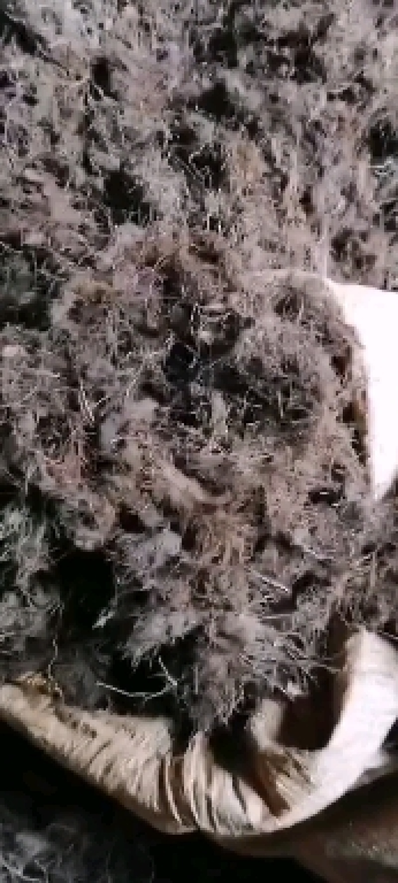 云南野生草河车草血竭地马蜂鲜货产地直销