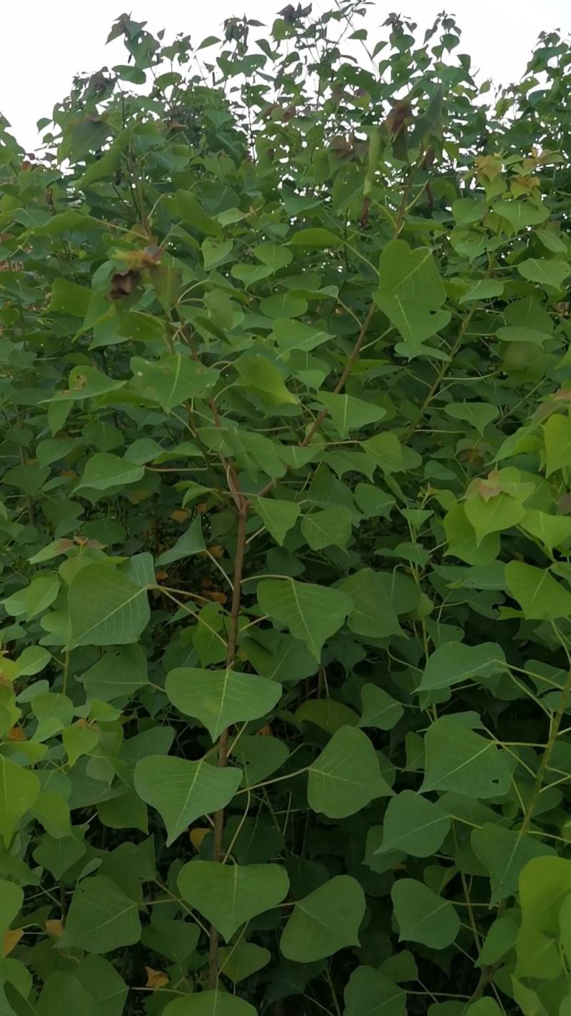 萻提树苗佛教菩提树种【要小苗的联系，5元一棵】