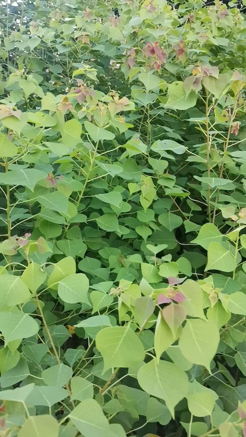 萻提树苗佛教菩提树种【要小苗的联系，5元一棵】