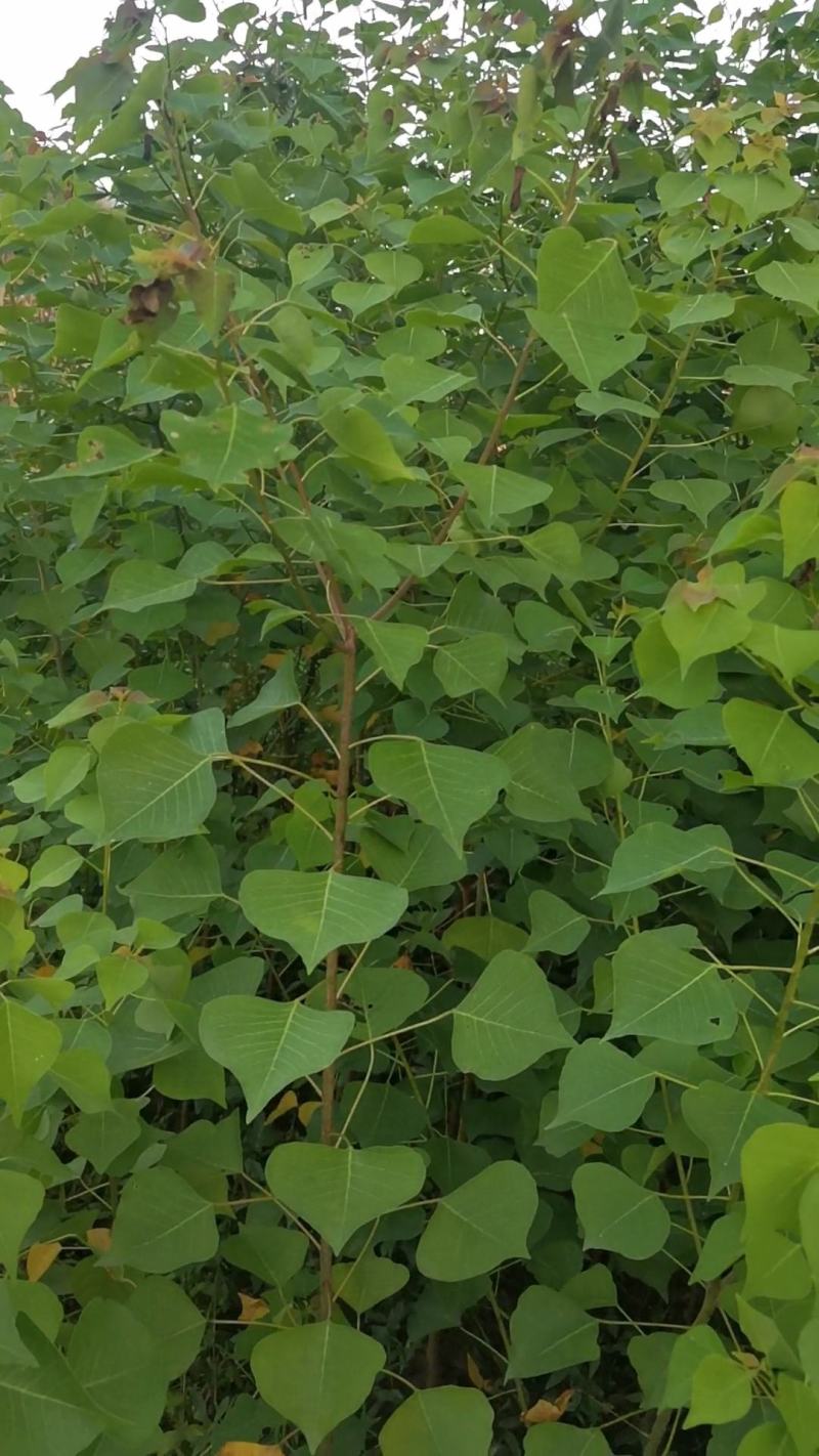 萻提树苗佛教菩提树种【要小苗的联系，5元一棵】
