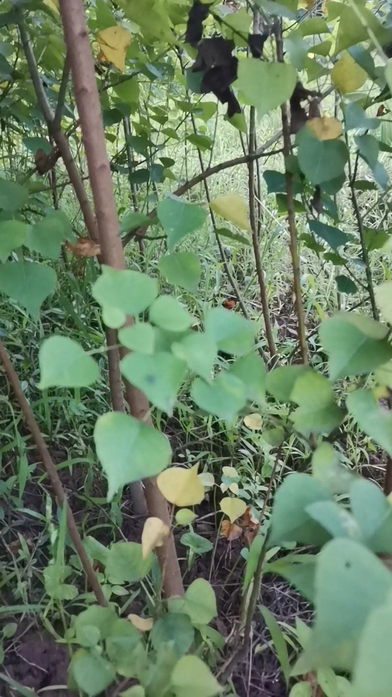 萻提树苗佛教菩提树种【要小苗的联系，5元一棵】