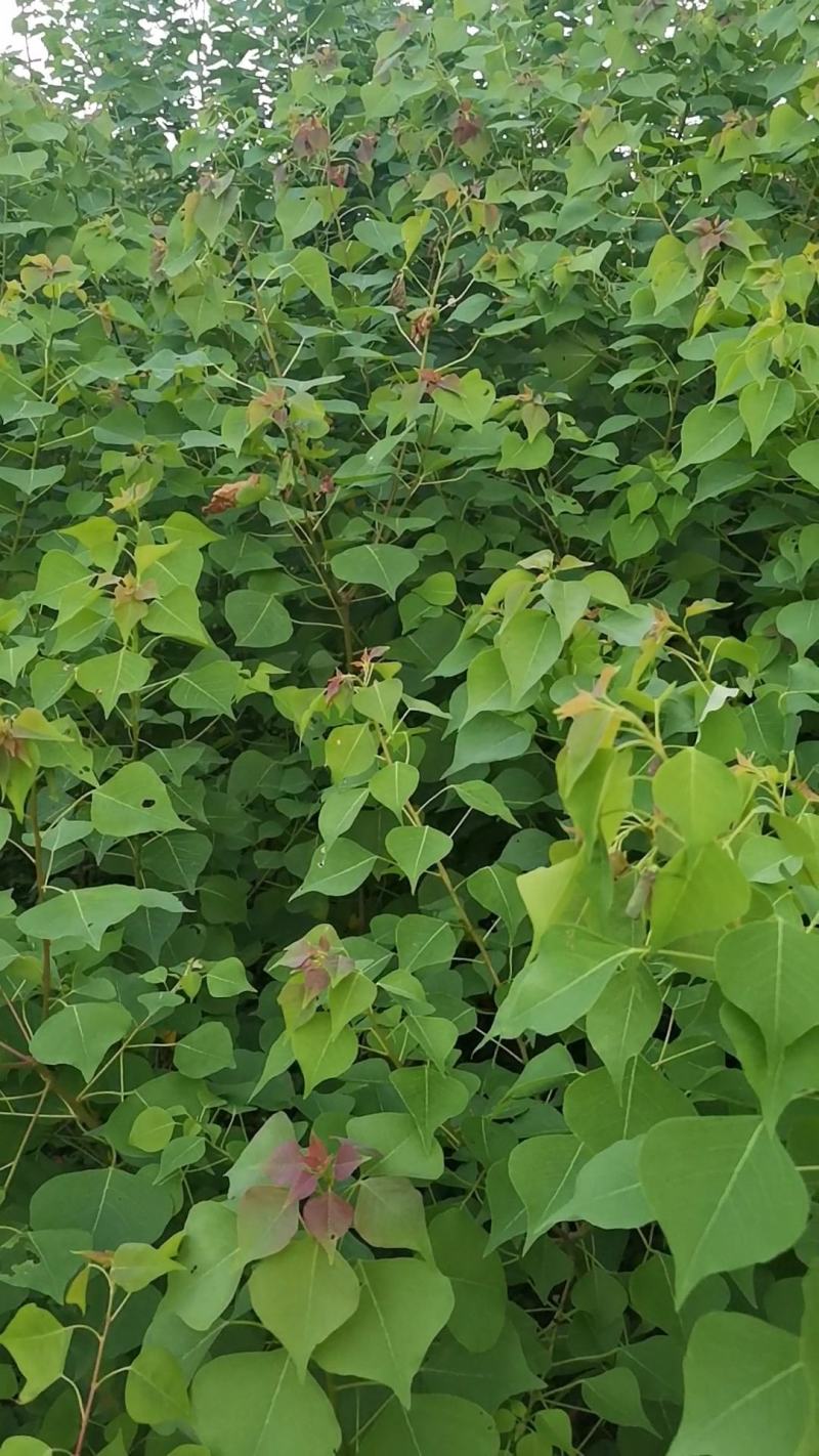 萻提树苗佛教菩提树种【要小苗的联系，5元一棵】