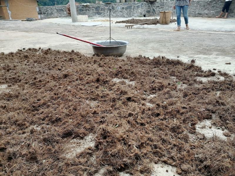 云南野生草河车草血竭地马蜂鲜货产地直销