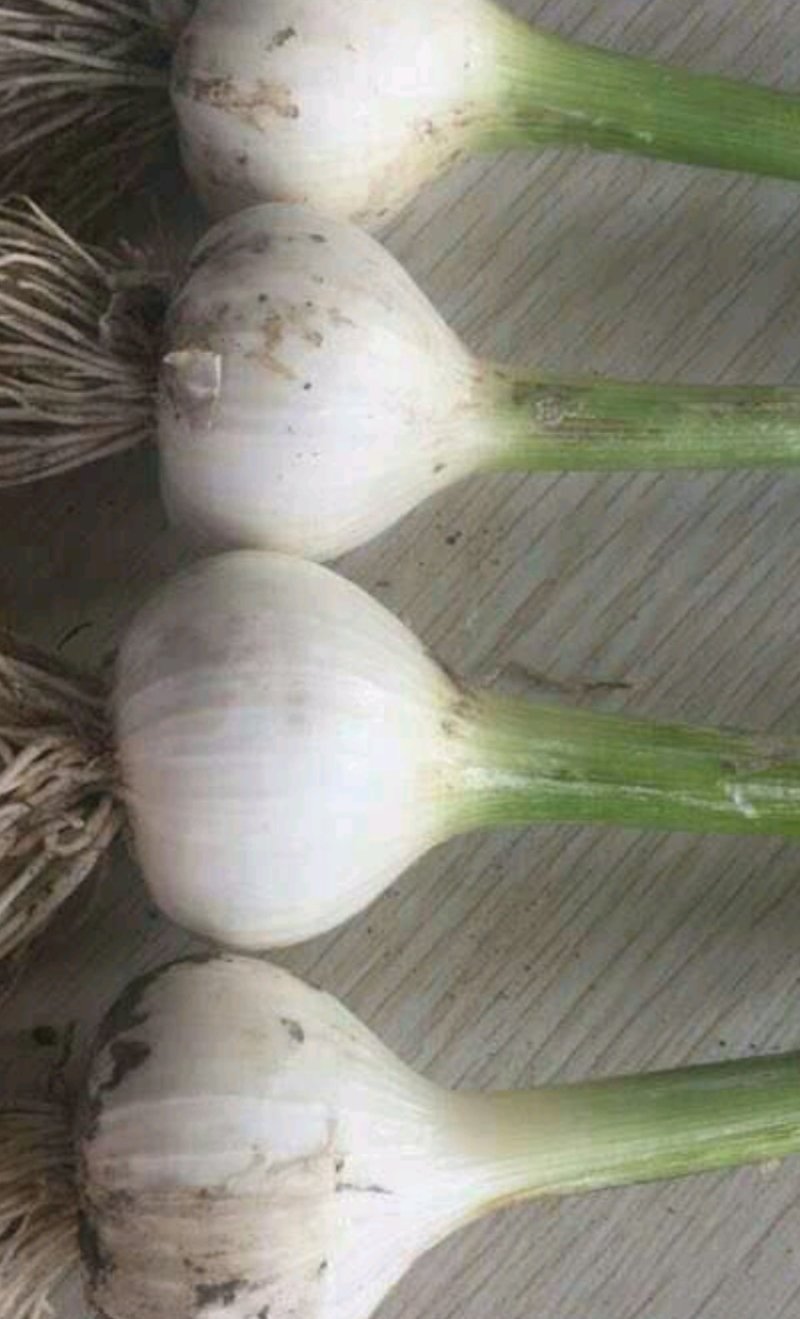 吉林精品青蒜头大量上市，大量供应，全国代发！