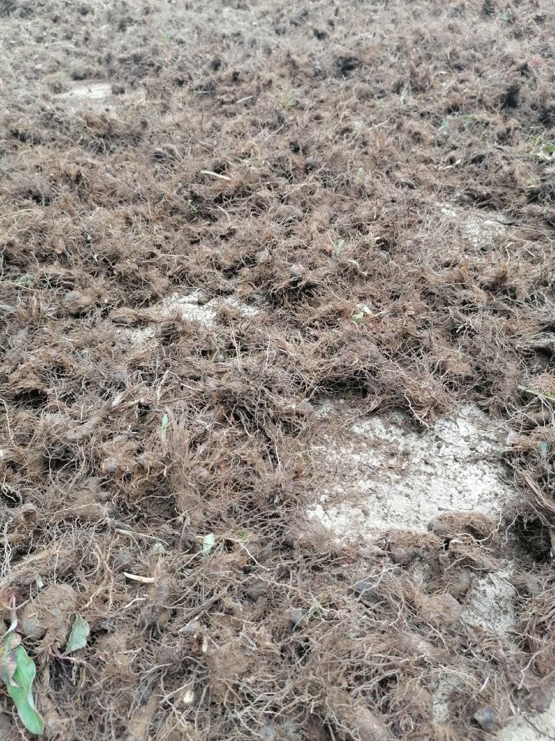 云南野生草河车草血竭地马蜂鲜货产地直销