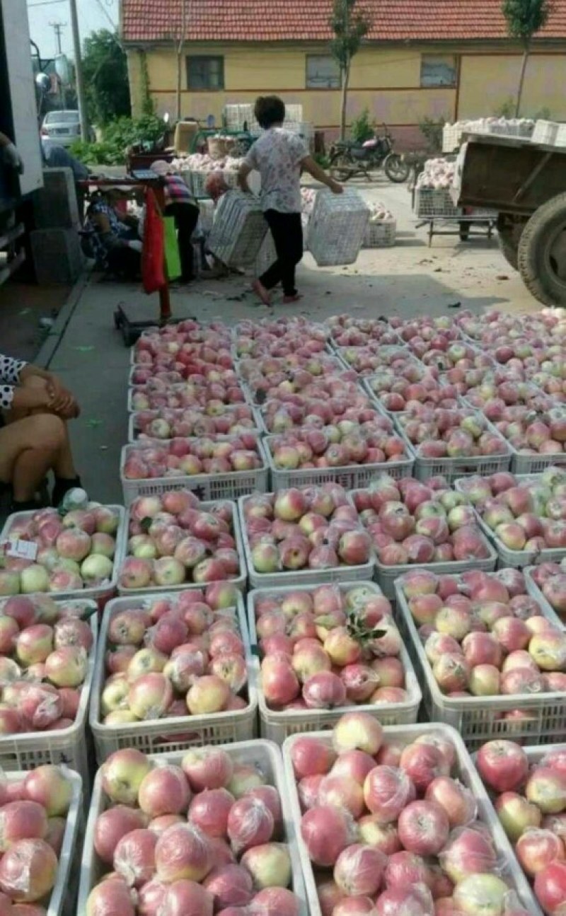 美八苹果产地大量供应保质保量果园新鲜采摘