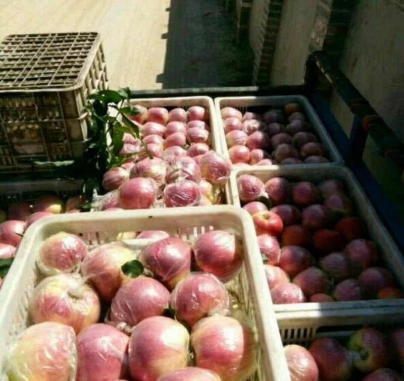 美八苹果产地大量供应保质保量果园新鲜采摘