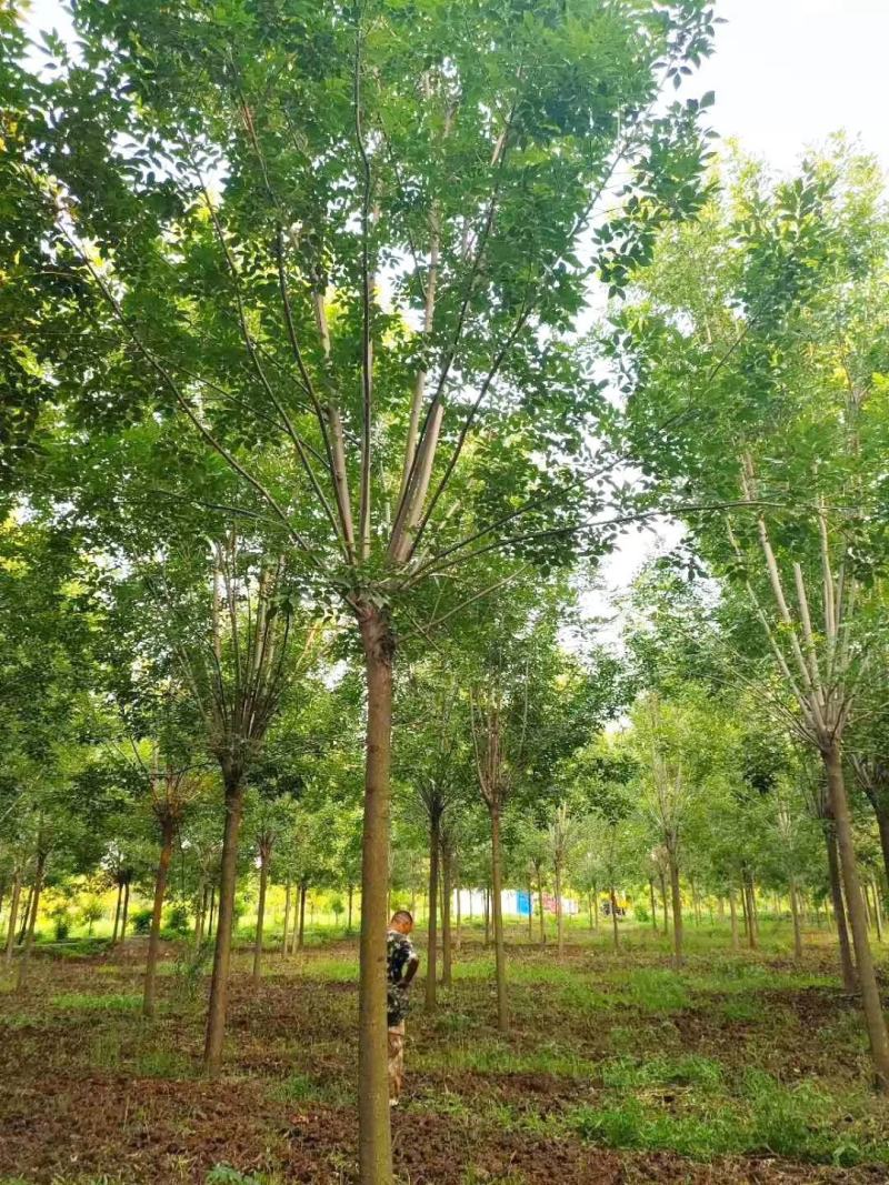 基地出售精品速生白蜡树，老白蜡树，现货供应，质优价廉