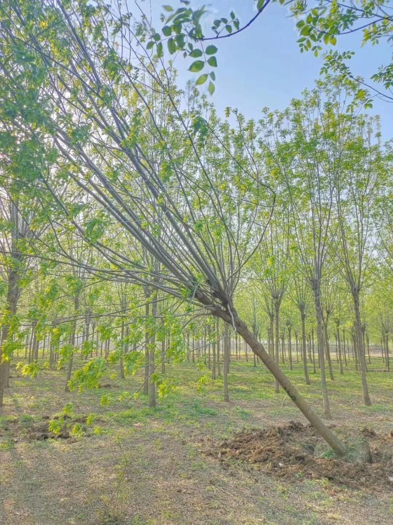 基地出售精品速生白蜡树，老白蜡树，现货供应，质优价廉
