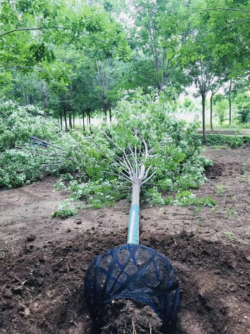 基地出售精品速生白蜡树，老白蜡树，现货供应，质优价廉