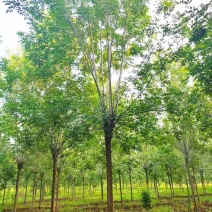 基地出售精品速生白蜡树，老白蜡树，现货供应，质优价廉