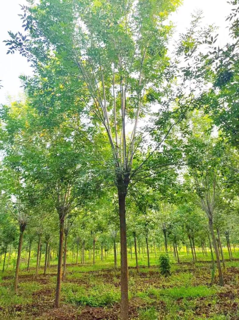 基地出售精品速生白蜡树，老白蜡树，现货供应，质优价廉