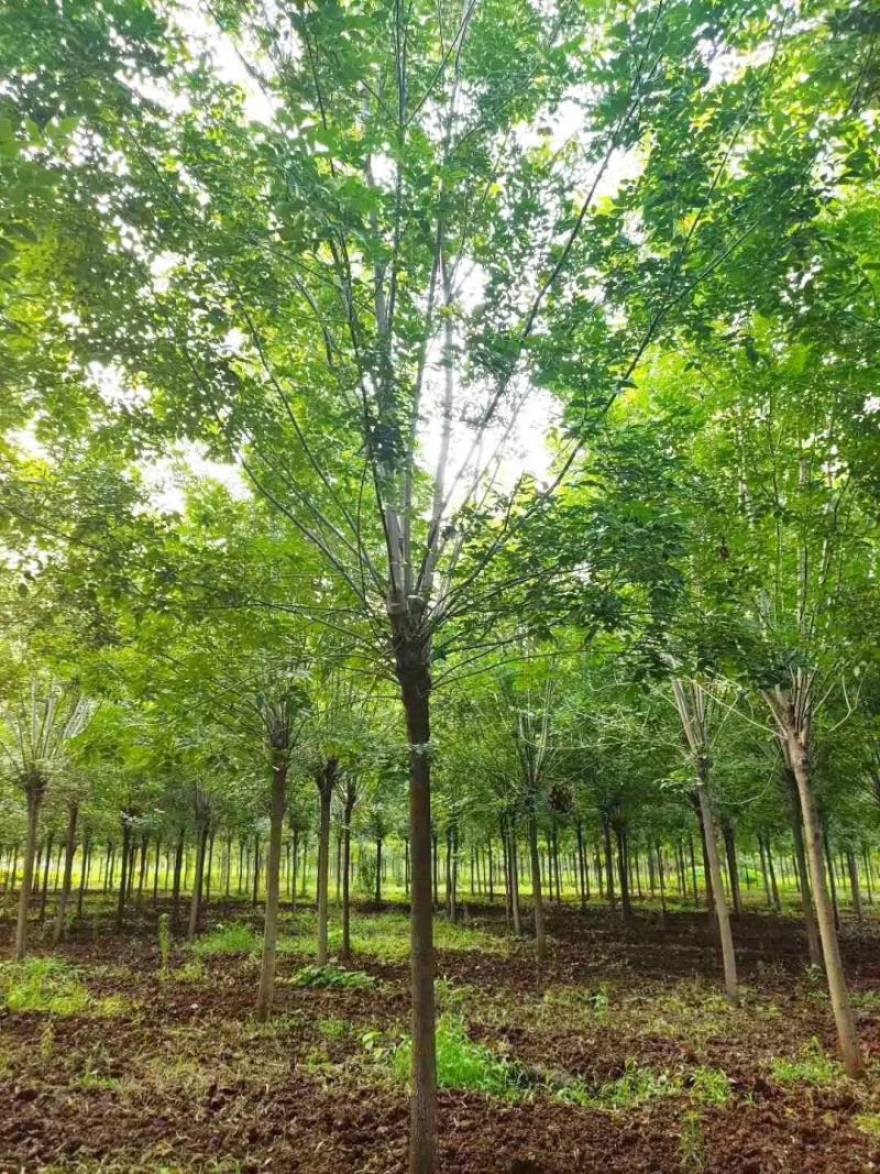 基地出售精品速生白蜡树，老白蜡树，现货供应，质优价廉