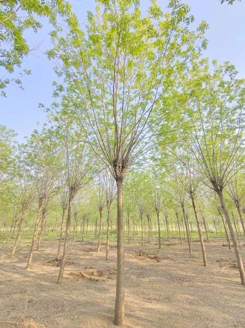 基地出售精品速生白蜡树，老白蜡树，现货供应，质优价廉