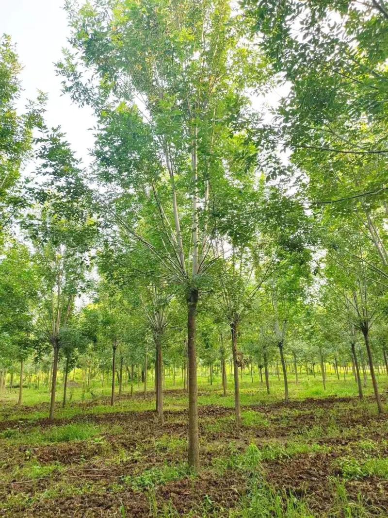 基地出售精品速生白蜡树，老白蜡树，现货供应，质优价廉