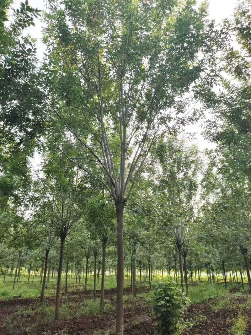 基地出售精品速生白蜡树，老白蜡树，现货供应，质优价廉