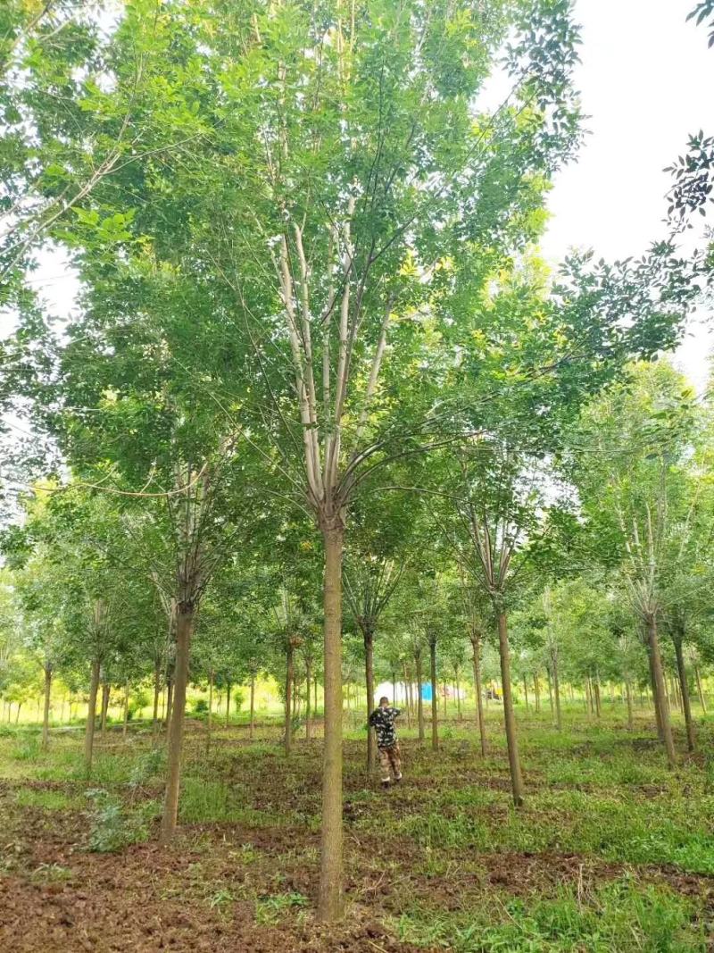 基地出售精品速生白蜡树，老白蜡树，现货供应，质优价廉