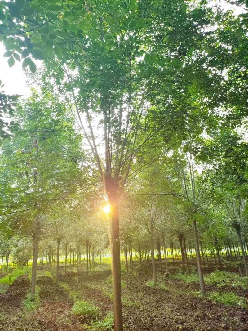 基地出售精品速生白蜡树，老白蜡树，现货供应，质优价廉