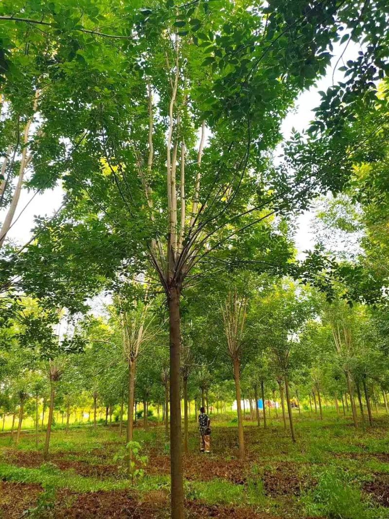 基地出售精品速生白蜡树，老白蜡树，现货供应，质优价廉