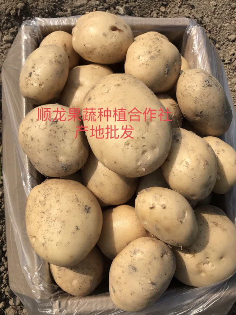 精品云南土豆黄皮黄心产地直供一手货源