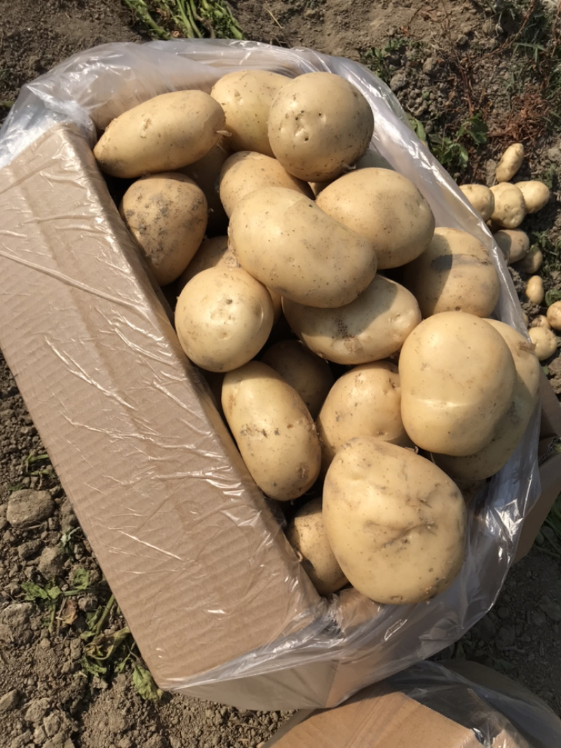 精品云南土豆黄皮黄心产地直供一手货源