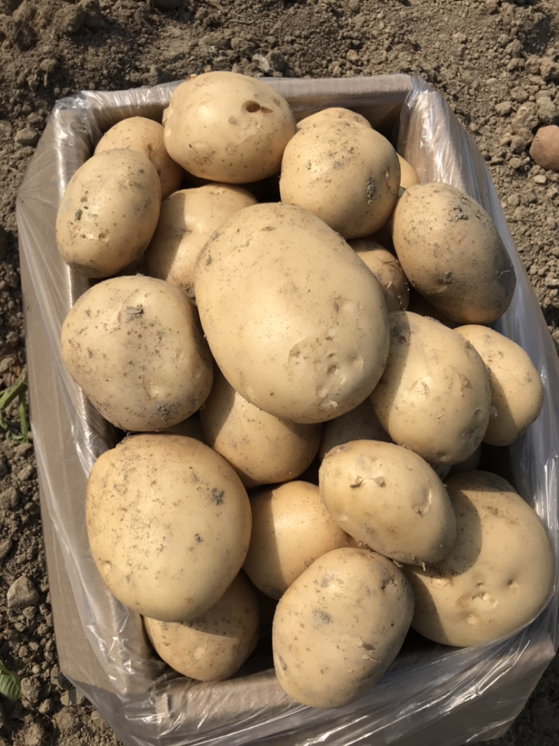 精品云南土豆黄皮黄心产地直供一手货源