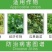 代森锌可视性粉剂80%200克/40袋，全面杀菌