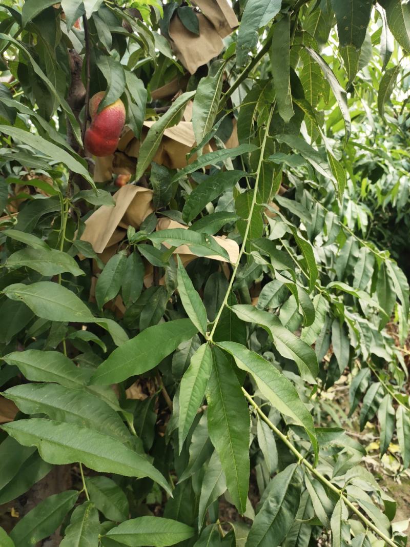 黄金脆甜丰味太后油潘桃