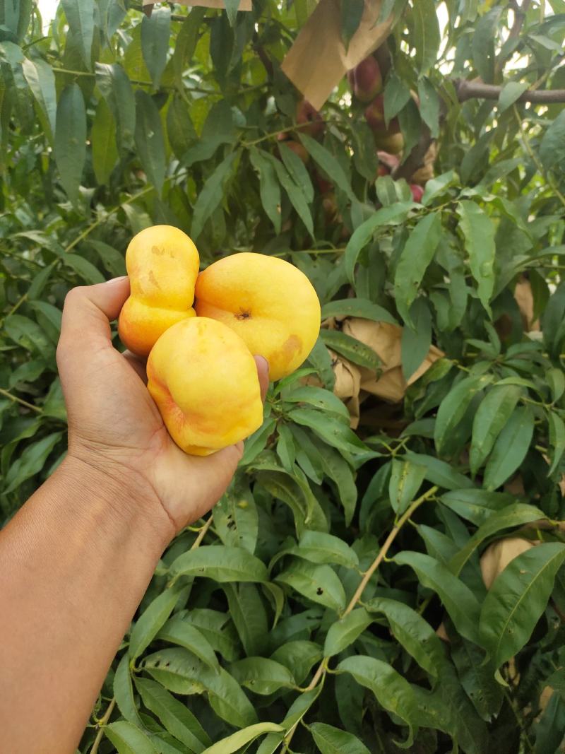 黄金脆甜丰味太后油潘桃