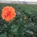 木槿种子红花木槿种子重瓣朱槿绿化林木苗木植物树种