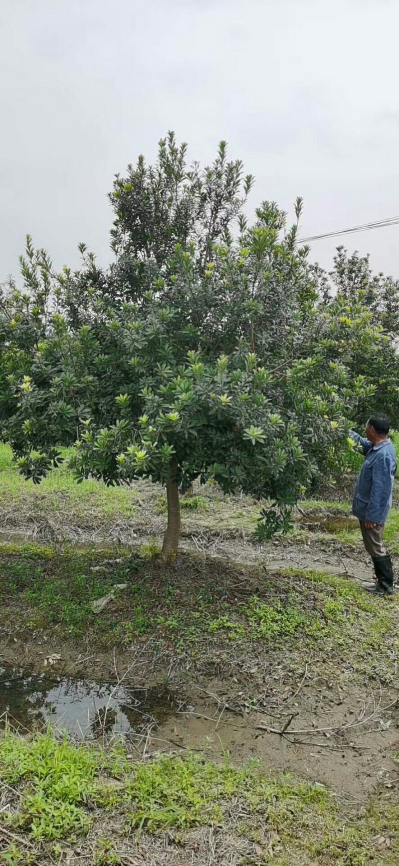 地径8-15公分杨梅树，树形优美，价格实惠！