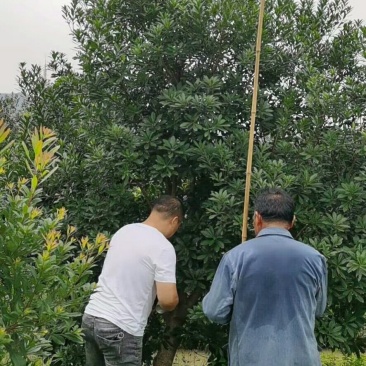 地径8-15公分杨梅树，树形优美，价格实惠！